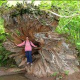 Mount Rainier : Isabelle devant une racine