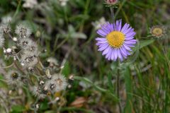 Flore de Mount Rainier