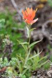 Flore de Mount Rainier
