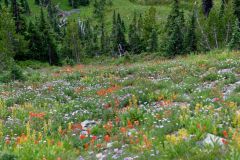 Flore de Mount Rainier