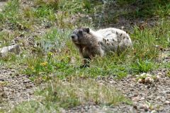 Marmotte