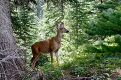Biche