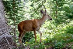 Biche