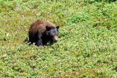 Black bear