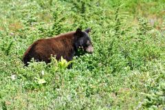 Black bear