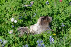 Marmotte