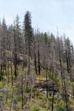 Lac Chelan : brulis