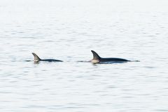 Whale watching : orques