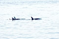 Whale watching : famille orques