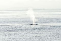 Whale watching : baleine à bosse