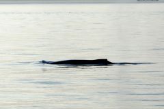 Whale watching : baleine à bosse