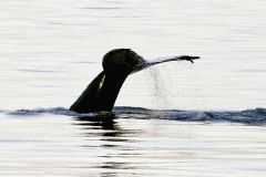 Whale watching : baleine à bosse