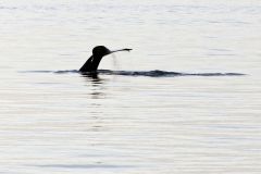 Whale watching : baleine à bosse