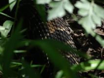 Blue Ridge Sharp Top Trail - serpent a sonnettes
