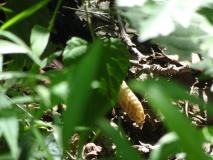 Blue Ridge Sharp Top Trail - serpent a sonnettes