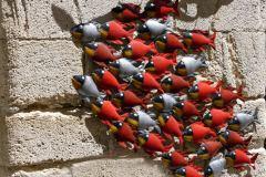 Pézenas : poissons