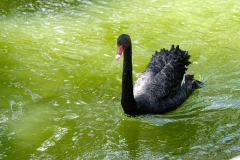 Pézenas : cygne noir