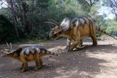 Mèze - la plaine des dinosaures : Tricératops