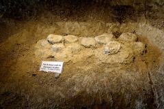 Mèze - la plaine des dinosaures : véritables oeufs fossilisés